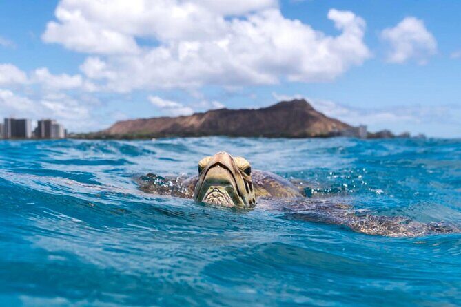 Turtle Canyon Snorkel Adventure - Small Group 6 Passengers - Who Should Consider This Tour?