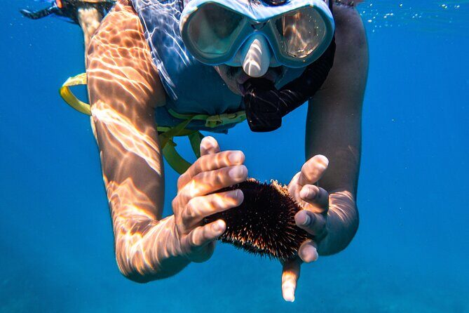 Turtle Canyon Snorkel: Semi Private Boat Tour - Is It Worth the Price?