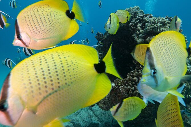 Turtle Canyon Waikiki Snorkel Adventure - What to Expect from the Tour