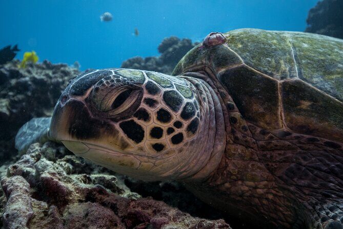 Turtle Canyon Waikiki Snorkel Adventure - Pricing and Value