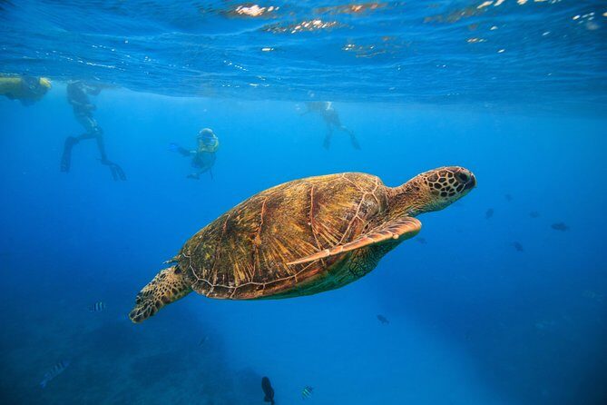Turtle Canyons Snorkel Excursion from Waikiki, Hawaii - Key Points