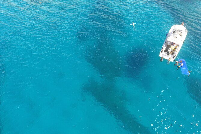 Turtle Canyons Snorkel Excursion from Waikiki, Hawaii - Authentic Experiences From Reviews