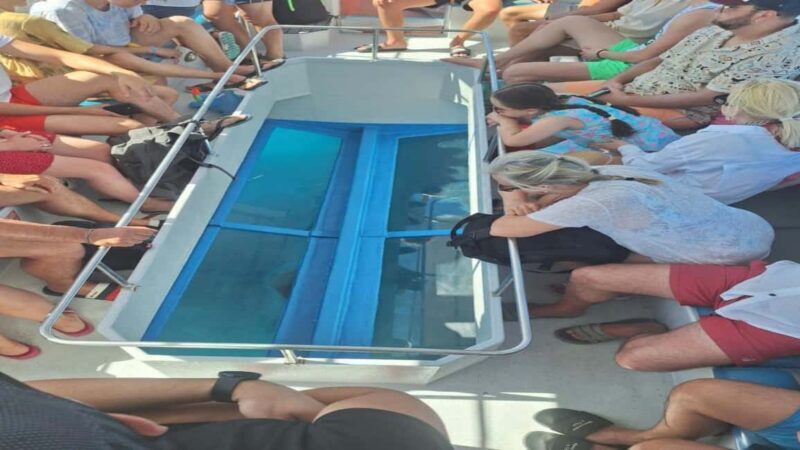 Turtle Cruise from 9 am or 12 noon or 3 pm for 3 hours - The Scenic Highlights