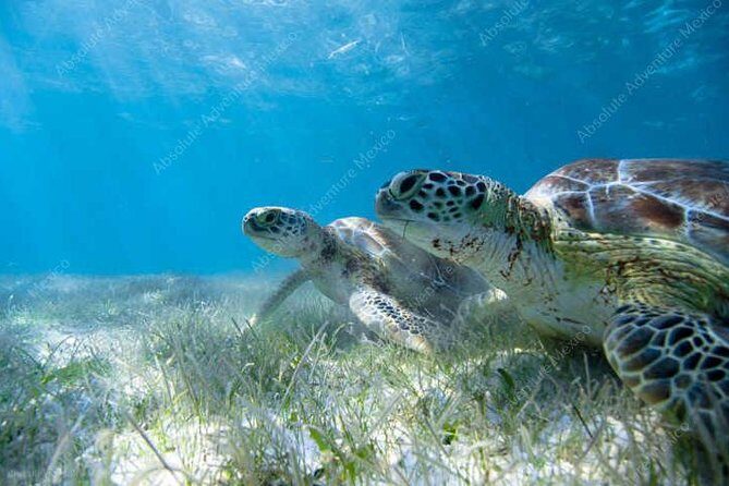 Turtle Encounter Private Tour  Swim with Sea Turtles & Cenote - FAQ