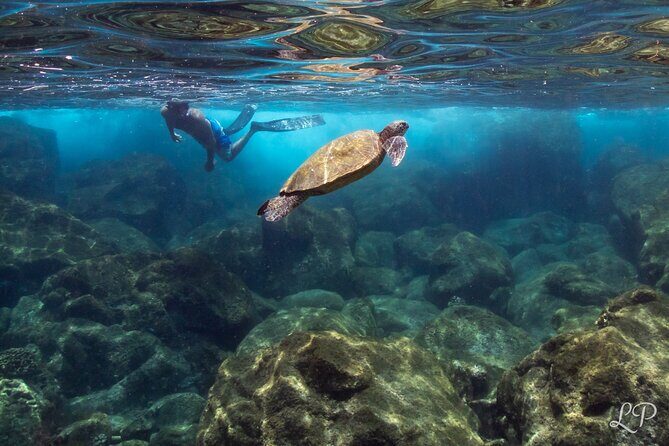 Turtle Gardens West Maui Snorkel Tour - Final Thoughts: Is This Tour Right for You?