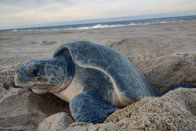Turtle Night Patrol a Conservation Adventure in Los Cabos - The Experience in Detail: What to Expect