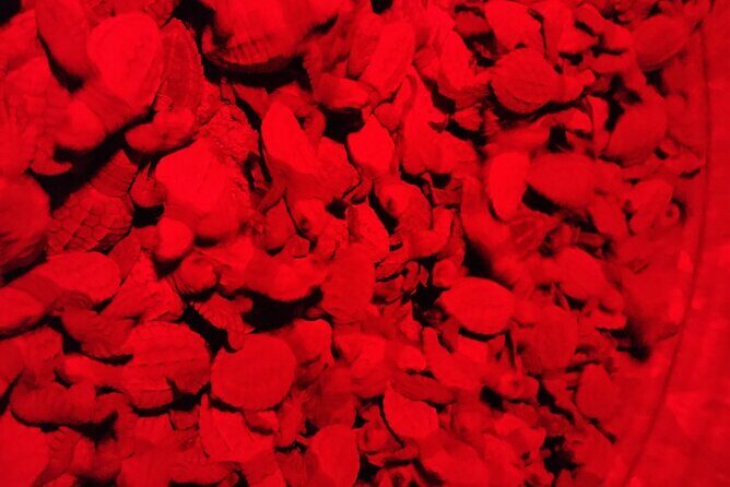 Turtle Night Patrol a Conservation Adventure in Los Cabos - Who Will Love This Tour?