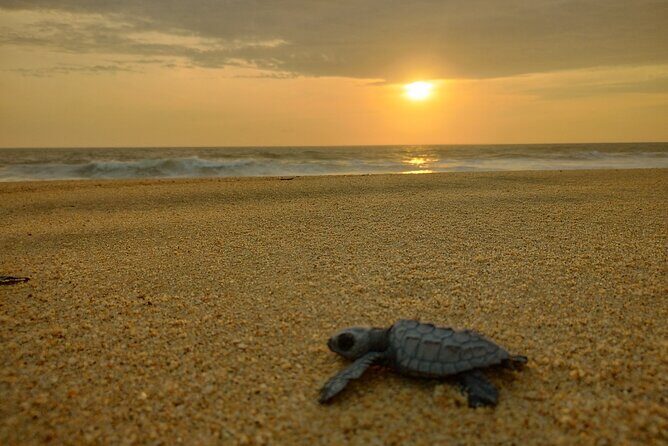 Turtle Night Patrol a Conservation Adventure in Los Cabos - FAQs