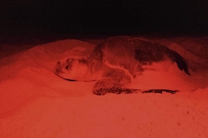 Turtle Night Patrol a Conservation Adventure in Los Cabos - Wrapping It Up