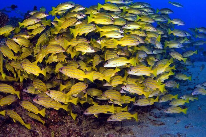 Turtle Reef Kayak Tour of Makena, Maui - What to Expect from the Maui Kayak Tour