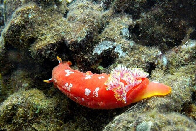 Turtle Reef Kayak Tour of Makena, Maui - The Experience in Detail
