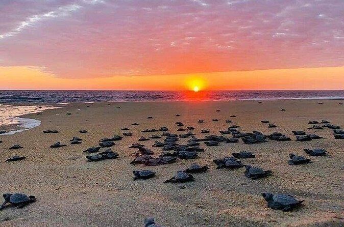 Turtle Release and Bioluminescence - Who Is This Tour Best For?