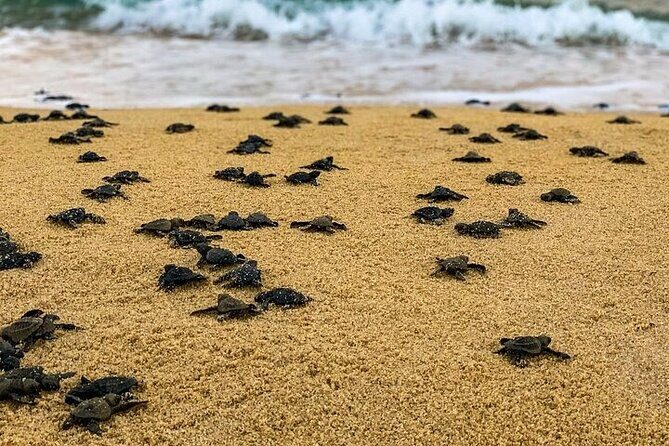 Turtle Release at Escobilla Beach - Diving Into the Experience: What’s the Tour All About?