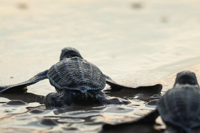 Turtle Release at Escobilla Beach - Authentic Perspectives from Visitors