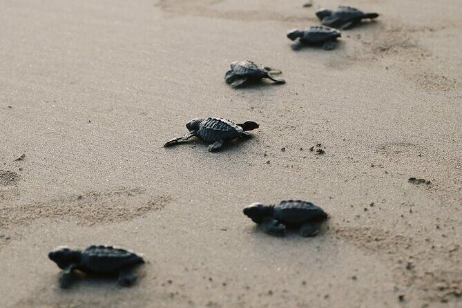 Turtle Release at Escobilla Beach - Who’s It Best For?