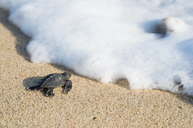 Turtle Release Escobilla Sanctuary and crocs in Ventanilla. - Key Points