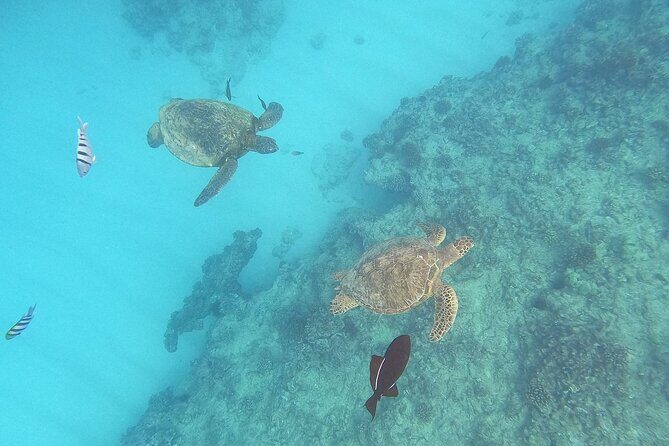 Turtle Snorkeling and Dole Plantation Guided Tour In Oahu - Key Points
