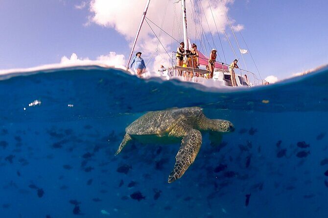 Turtle Snorkeling Boat Tour and Adventure in Waikiki - The Itinerary Breakdown