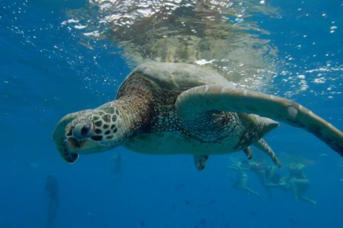 Turtle Snorkeling Boat Tour and Adventure in Waikiki - The Downside and Considerations