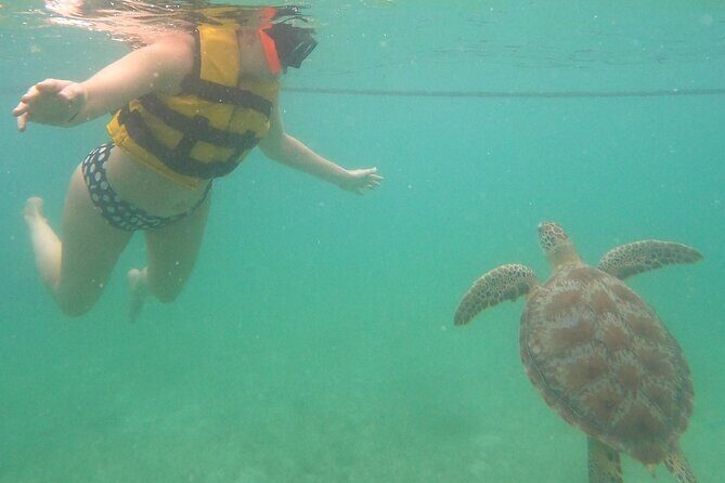 Turtle Snorkeling in Akumal - Introduction