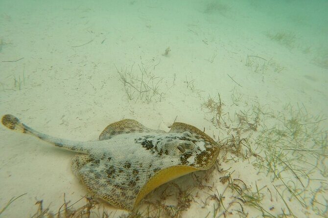 Turtle Snorkeling in Akumal - Key Points