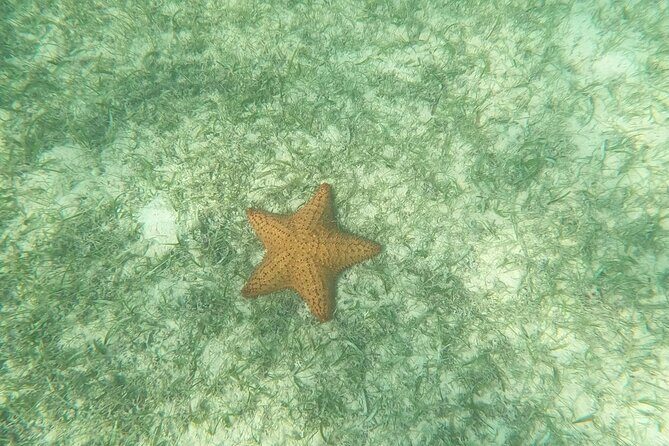 Turtle Snorkeling in Akumal - Who Would Love This Tour?