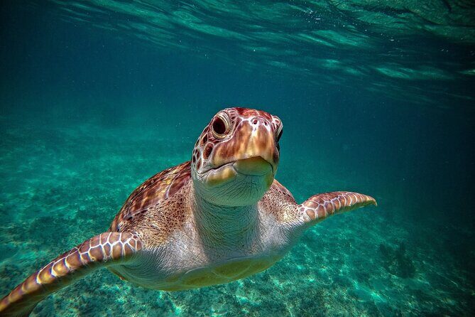Turtle Snorkeling Jungle Adventure + Zipline and Rappel in Cenote - The Itinerary in Detail
