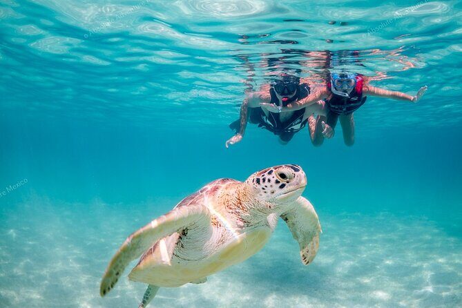 Turtle Snorkeling Private Tour Sea Turtles & Cenote in Tulum - Key Points