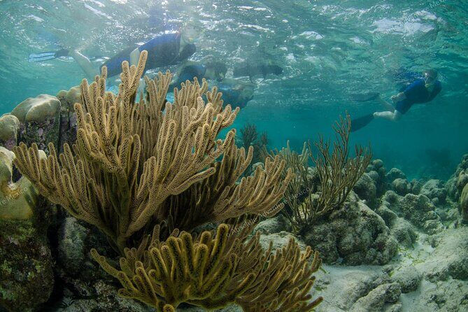 Turtle Snorkeling Private Tour Sea Turtles & Cenote in Tulum - FAQ