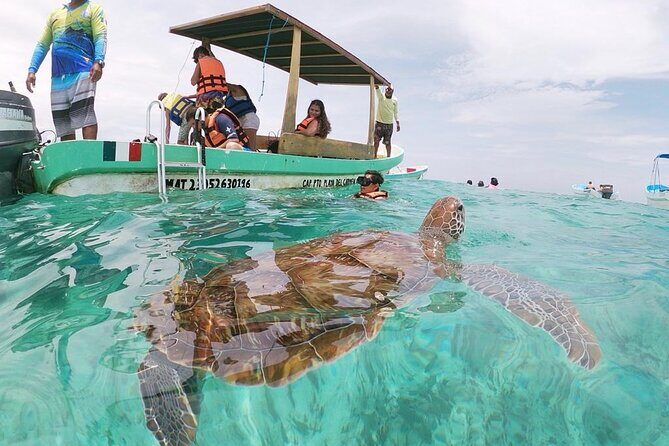 Turtle Swim, Lunch and Underground Cenote Private Tour - What to Expect from This Unique Riviera Maya Tour