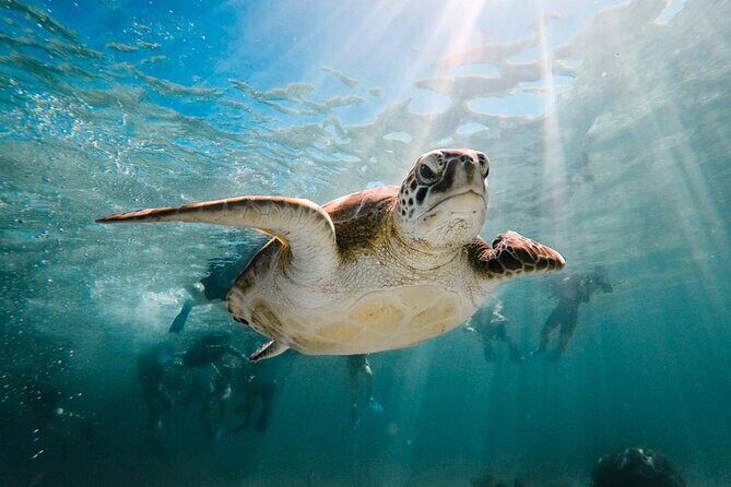 Turtle Swim, Lunch and Underground Cenote Private Tour - Frequently Asked Questions