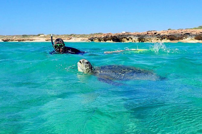 Turtle Tour - Ningaloo Reef Half Day Sea Kayak and Snorkel Tour - What to Expect When You Book
