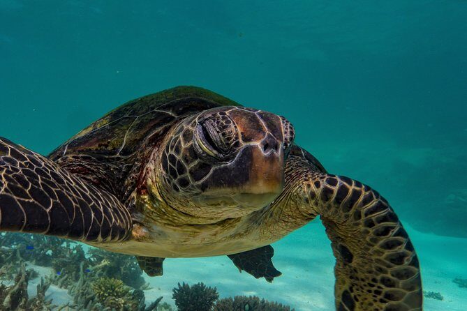 Turtle Tour - Ningaloo Reef Half Day Sea Kayak and Snorkel Tour - Final Thoughts