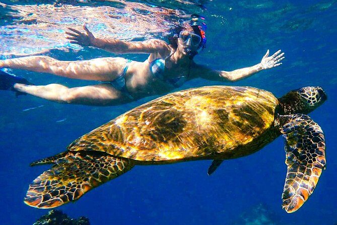 Turtle Town Clear Kayak & Snorkel Tour (10:30am-1pm) - Diving Into the Turtle Town Clear Kayak & Snorkel Tour: An Honest Look