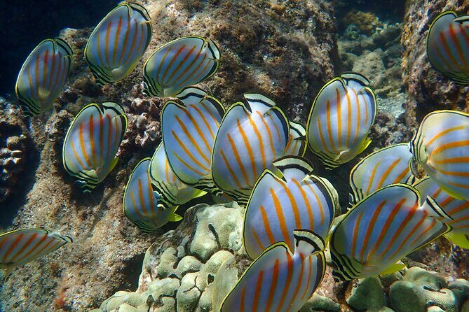 Turtle Town Clear Kayak & Snorkel Tour (10:30am-1pm) - What to Expect on the Tour