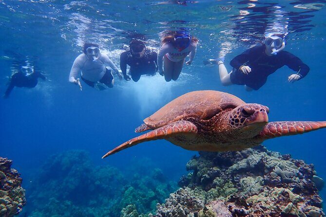 Turtle Town Clear Kayak & Snorkel Tour (10:30am-1pm) - Weather and Other Considerations