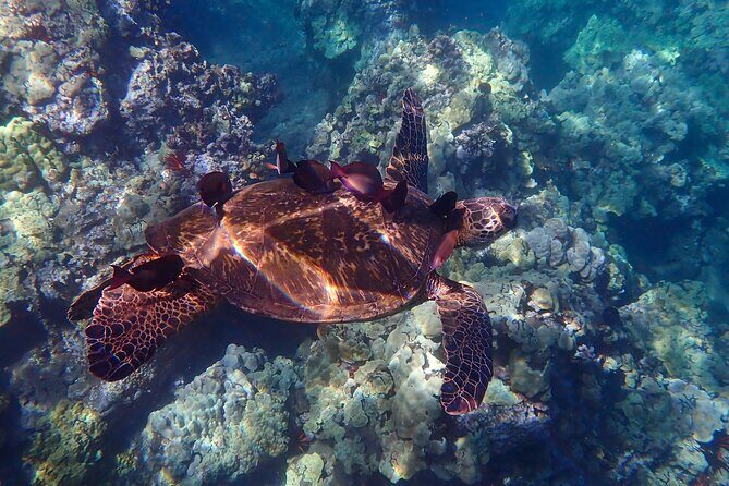 Turtle Town Clear Kayak & Snorkel Tour (10:30am-1pm) - Cancellation and Practicalities