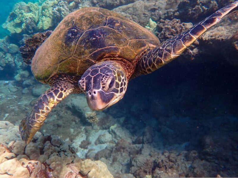 Turtle Town Clear Kayak & Snorkel Tour (7am-9:30am) - A Detailed Look at the Maui Clear Kayak & Snorkel Adventure