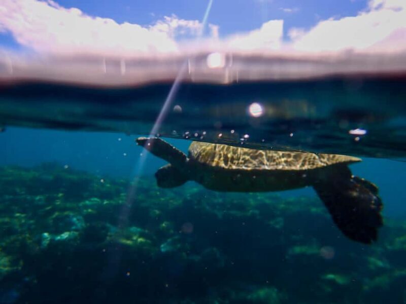 Turtle Town Clear Kayak & Snorkel Tour (7am-9:30am) - FAQs About the Turtle Town Clear Kayak & Snorkel Tour