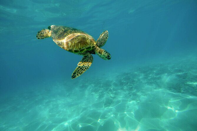 Turtle Town Snorkel with Photo and Video - Key Points