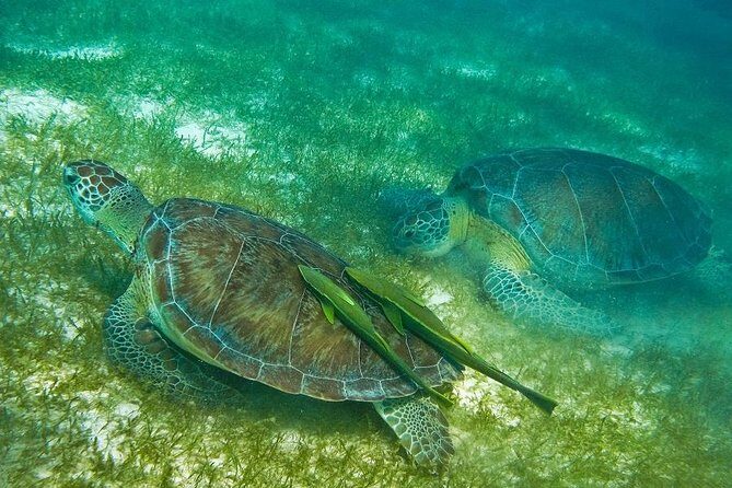 Turtles and Cenote from Cancun - Key Points
