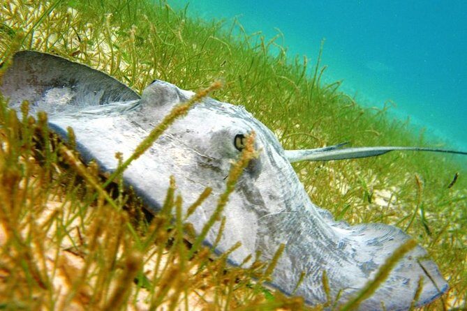 Turtles and Cenote from Riviera Maya - The Overall Experience