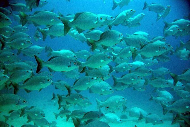 Turtles and Cenote from Riviera Maya - Whats Included & Whats Not