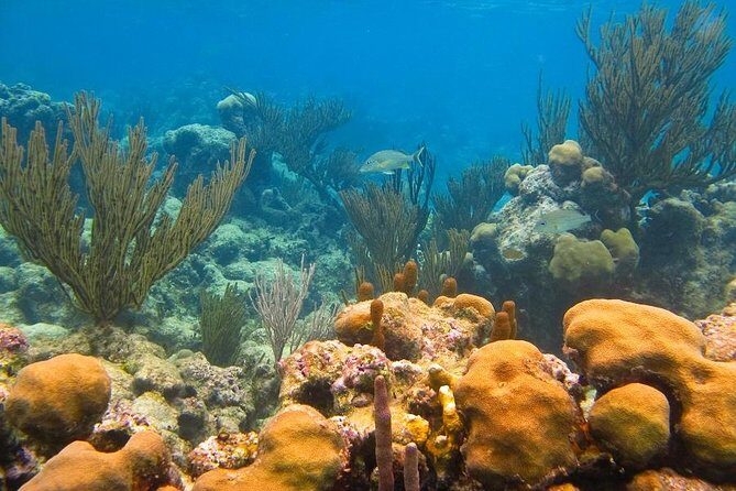 Turtles and Cenote from Riviera Maya - Who Is This Tour Best For?