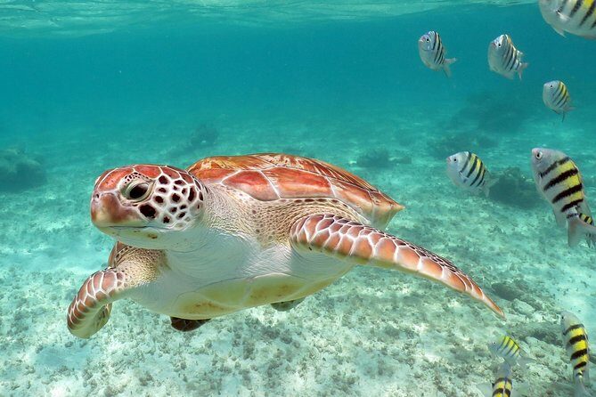 Turtles and Cenote snorkeling activity from Riviera Maya - What’s Included and What’s Not