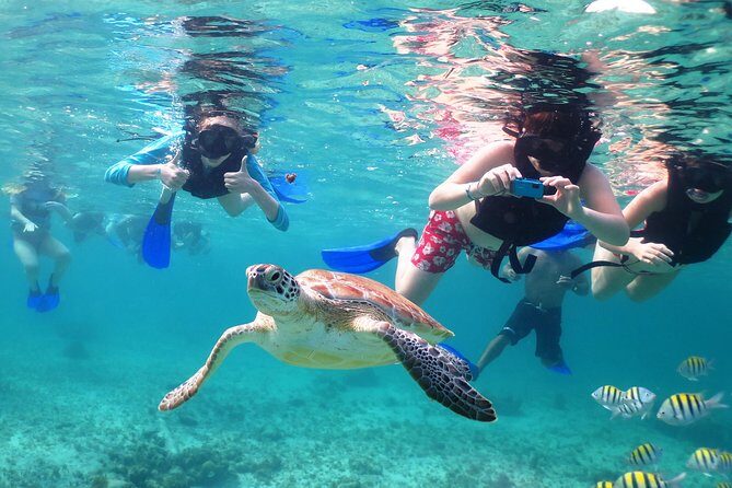 Turtles and Cenote snorkeling activity from Riviera Maya - Practical Tips