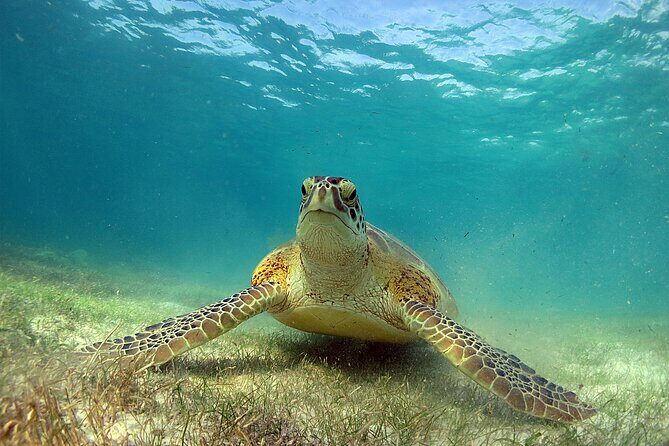 Turtles and Cenote Snorkeling Activity from Tulum - Key Points