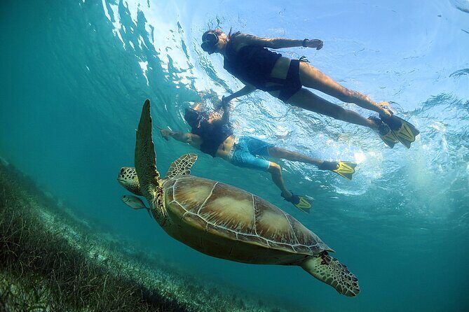 Turtles and Cenote Snorkeling Activity from Tulum - Final thoughts