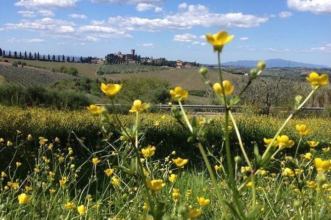 Tuscany Bike Tours Through the Chianti Hills with Wine Tasting - The Wine and Olive Oil Experience