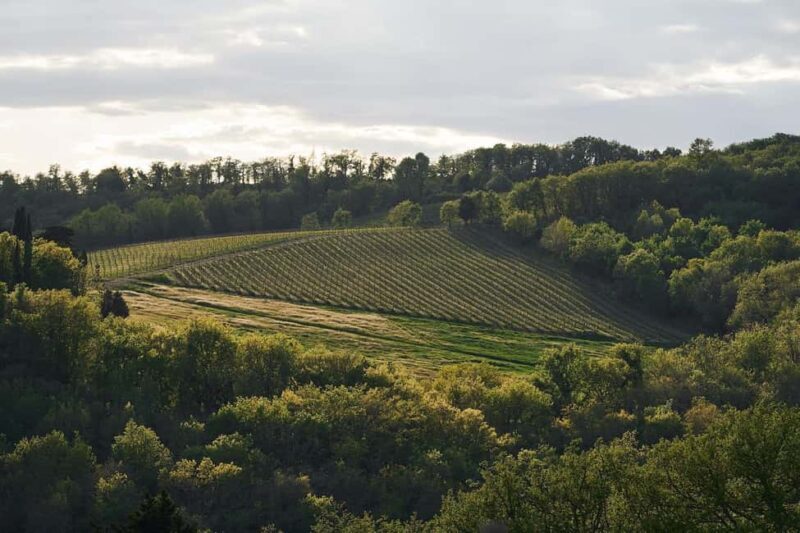 Tuscany: Picnic with Wine and Delicacies in Radda in Chianti - Key Points